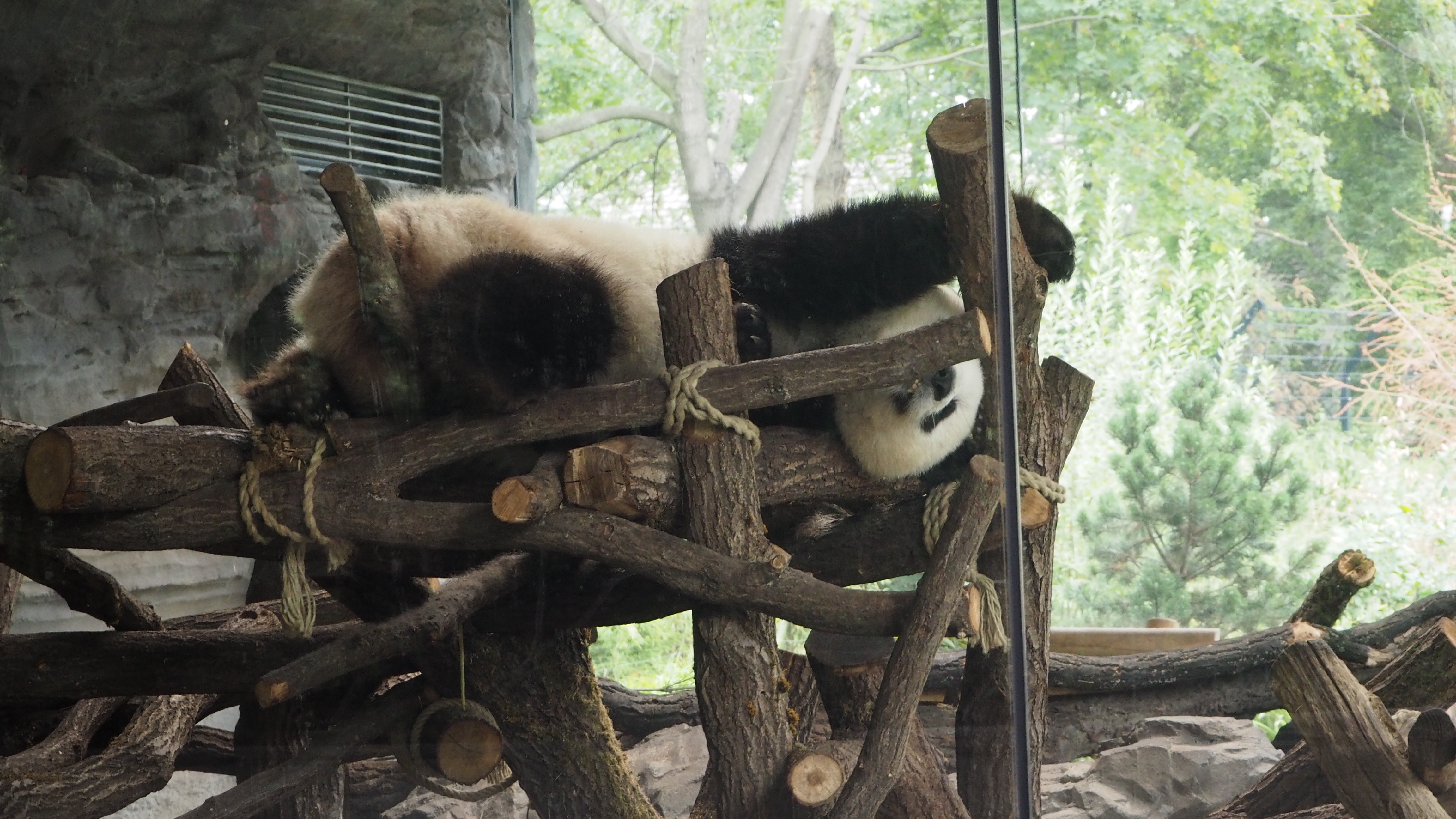 Panda laid on a wooden bed in an enclosure at Berlin Zoo